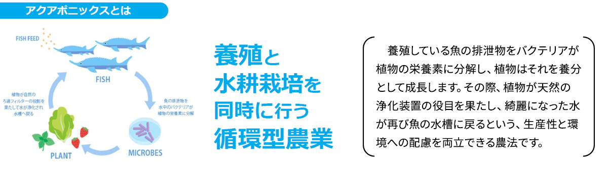 アクアポニックスとは　養殖と水耕栽培を同時に行う循環型農業